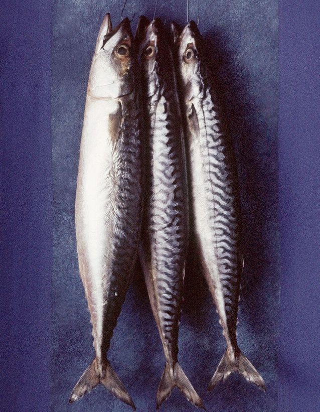 Riba i belo meso