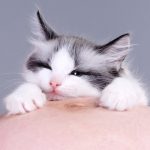 Koliko su mačke opasne po trudnice?