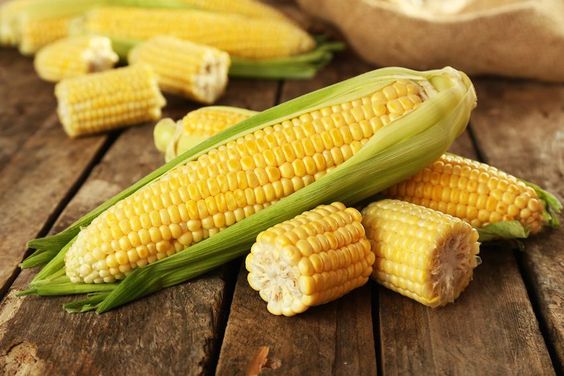 Kukuruz je jedna od najčešće genetski modifikovanih namirnica