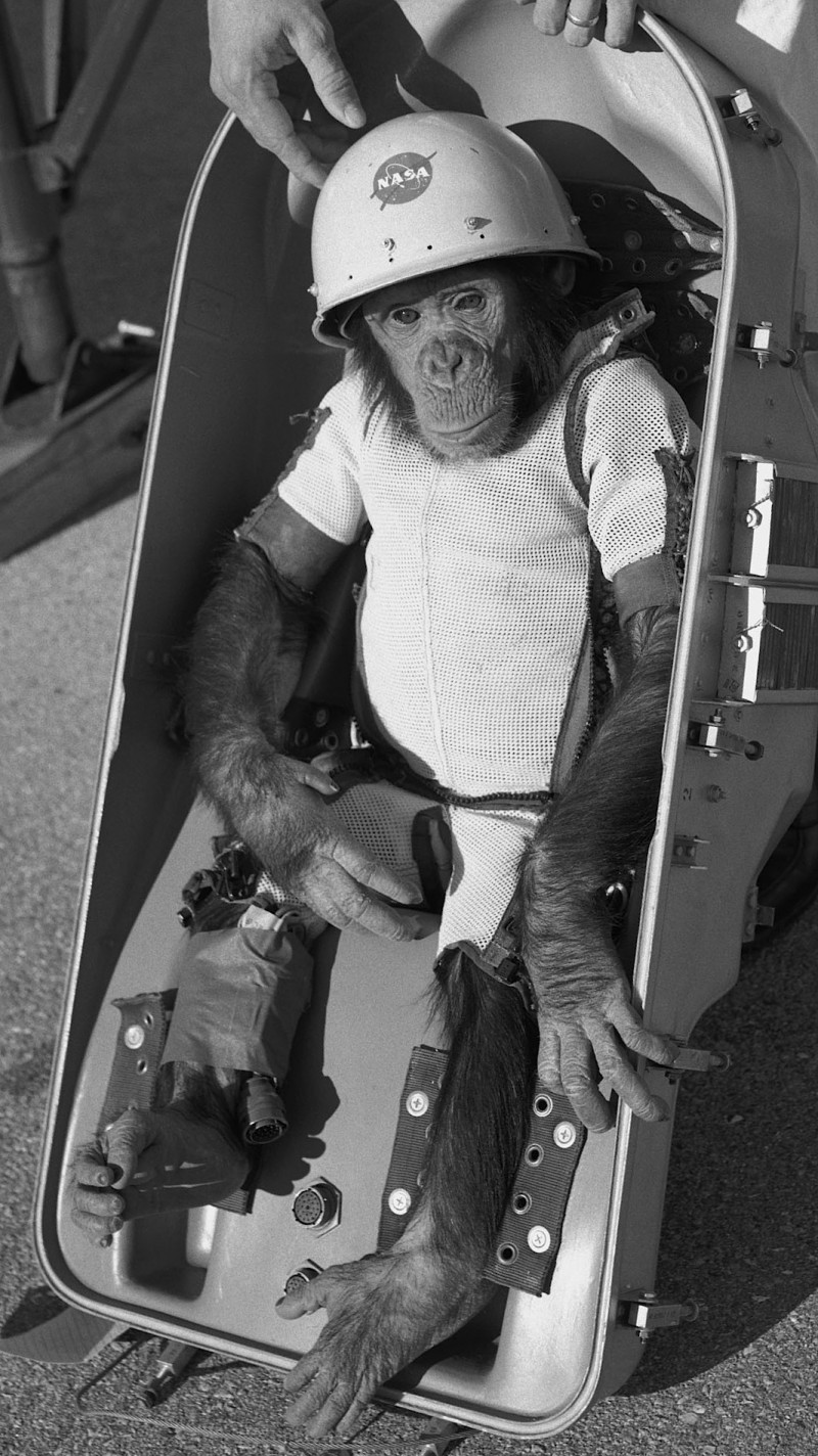 Haj, majmun šimpanza koji je skoro 17 minuta bio u svemiru