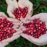 Brusnica: Najbolja zaštita od urinarnih infekcija