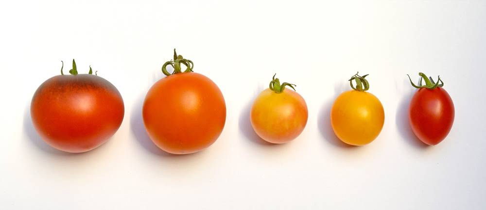 Različite vrste paradajza