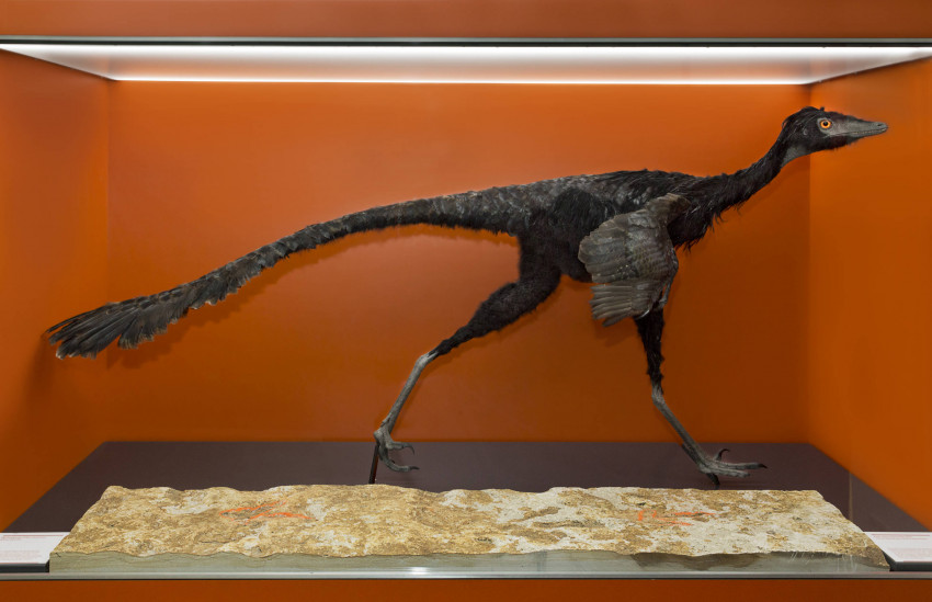 Troodontid izložen u Muzeju Donje Saksonije u Hanoveru / Izvor: landesmuseum-hannover.de