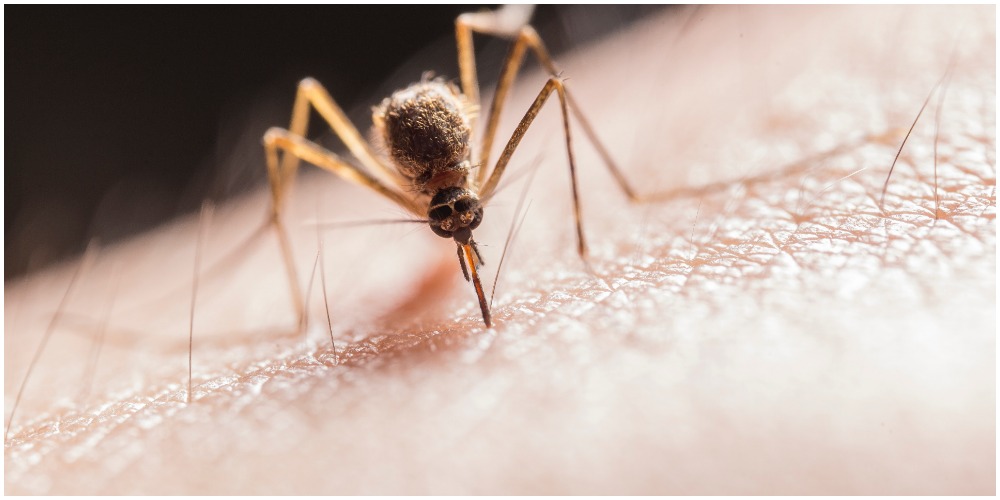 Kako ublažiti simptome uboda insekata