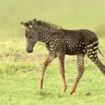 U Keniji je rođena zebra bez pruga