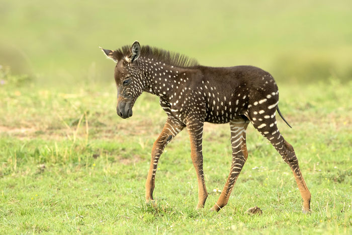 U Keniji je rođena zebra bez pruga