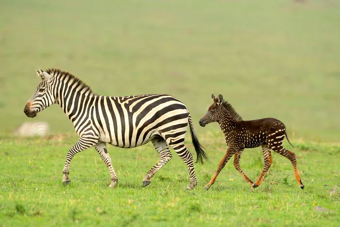 U Keniji je rođena zebra bez pruga