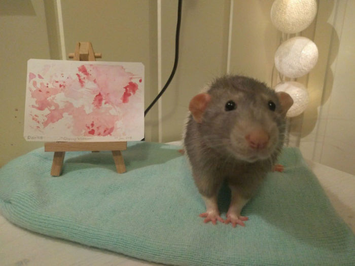 Ovaj talentovani pacov je naučio da slika