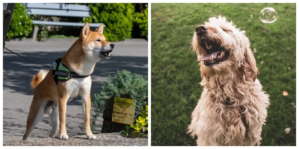Znate li zašto psi zavijaju?