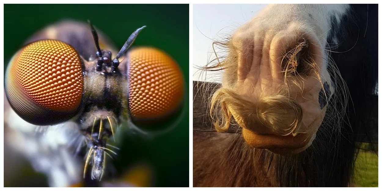 Zumirane fotografije životinjskog sveta govore više od knjiga iz biologije