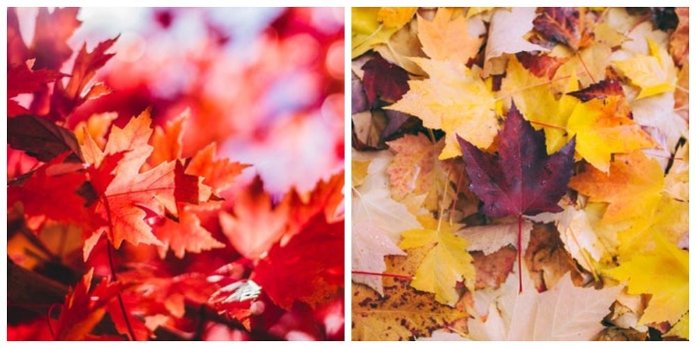 Znate li zašto lišće u jesen menja boju?