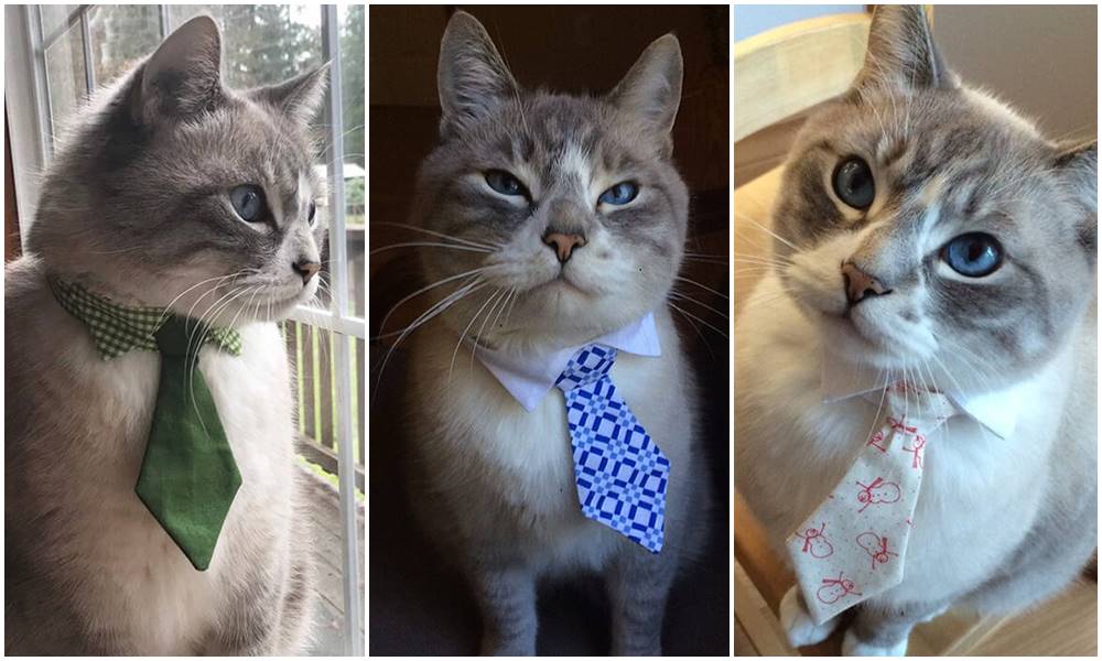 Da li ste znali da postoje kravate za mačke?