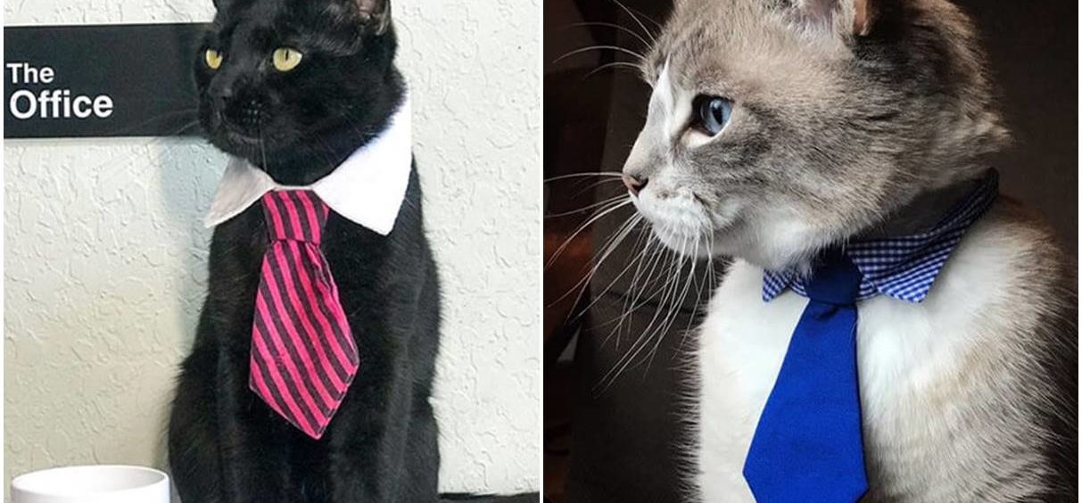 Da li ste znali da postoje kravate za mačke?