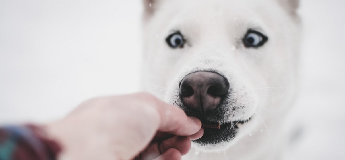 Psi najbolje uče ako dobiju nagradu u vidu hrane