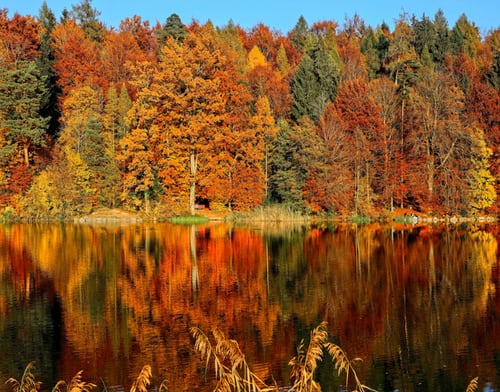 Znate li zašto lišće u jesen menja boju?