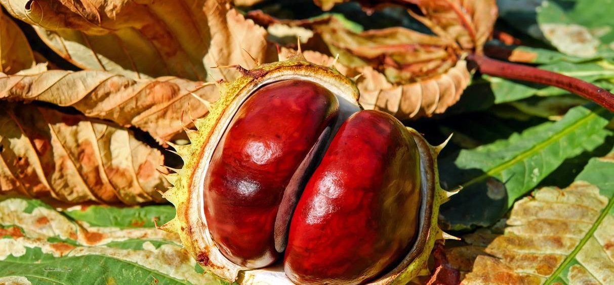 Kestenje – orašasti plod jeseni