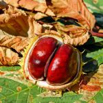 Kestenje – orašasti plod jeseni