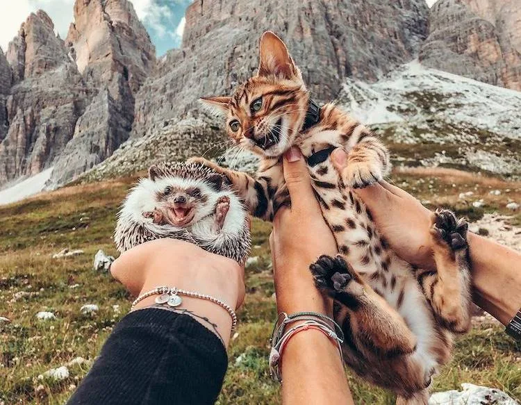 Avanture jednog ježa i bengalske mačke su hit na Instagramu
