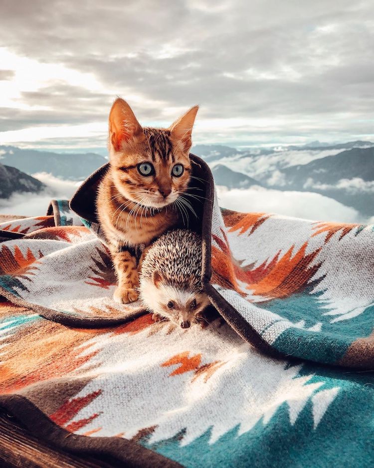Avanture jednog ježa i bengalske mačke su hit na Instagramu