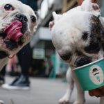 Prvi put u Beogradu: Sladoled za pse!