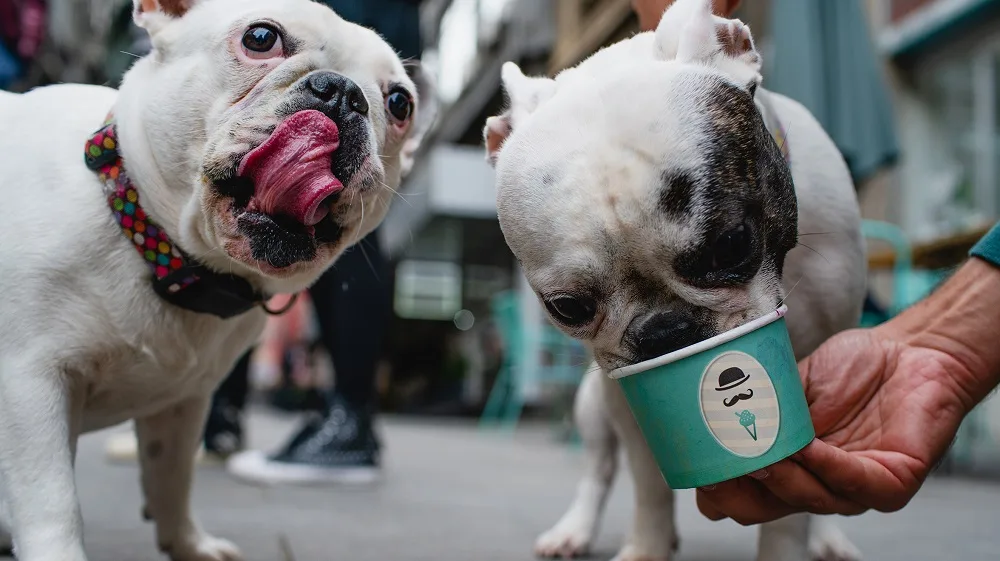 Prvi put u Beogradu: Sladoled za pse!