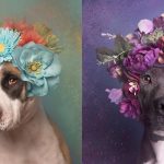 Ljupka izdanja ozloglašenih pasa: Fotografije Sofi Gamon ruše predrasude o pit bulovima