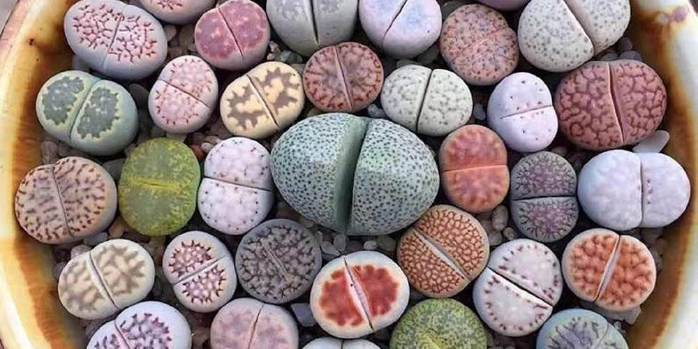 Kamen ili biljka: Savršena mimikrija fascinantnih litopsa