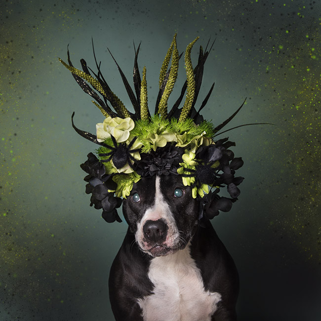 Ljupka izdanja ozloglašenih pasa: Fotografije Sofi Gamon ruše predrasude o pit bulovima