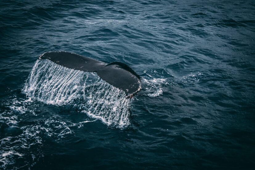 Nakon nekoliko decenija, ponovo raste broj plavih kitova