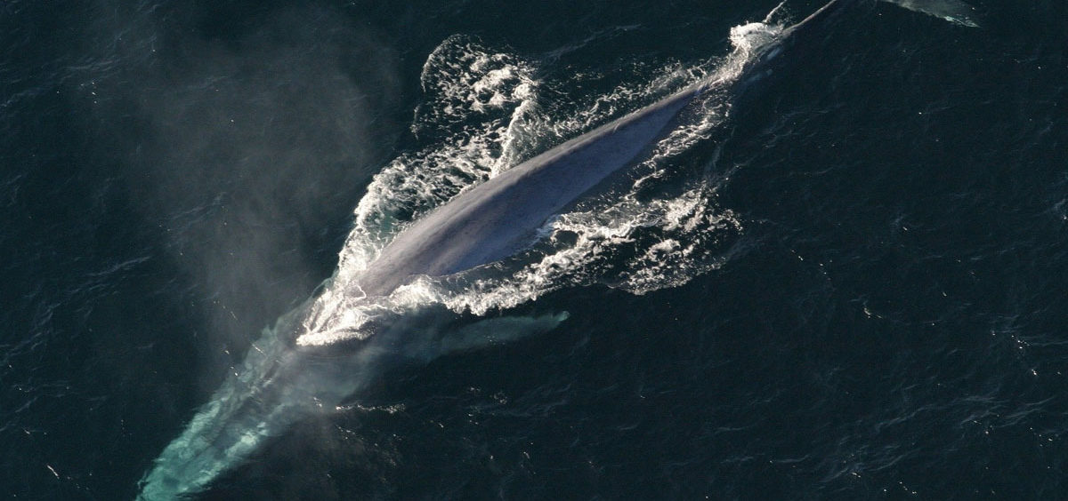 Nakon nekoliko decenija, ponovo raste broj plavih kitova