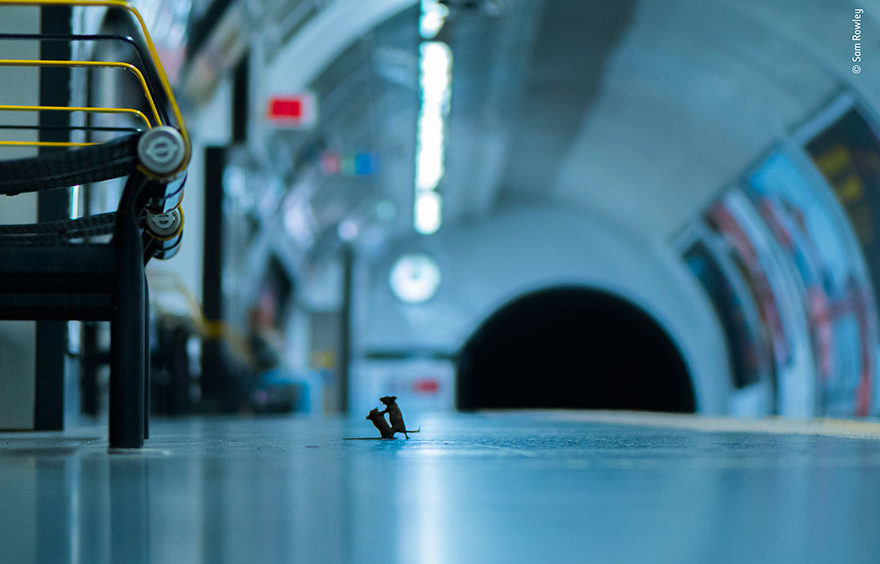 Miševi se svađaju na stanici metroa na pobedničkoj slici takmičenja za najbolju fotografiju divljih životinja