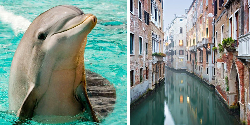 Ne, delfini ne plivaju Venecijom: Lažne vesti o životinjama oslanjaju se na pandemiju korona virusa