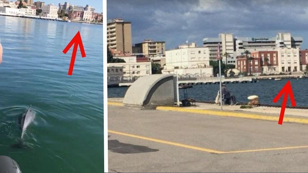 Ne, delfini ne plivaju Venecijom: Lažne vesti o životinjama oslanjaju se na pandemiju korona virusa