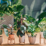 Nova ideja za dekoraciju – minijaturne biljke od papira