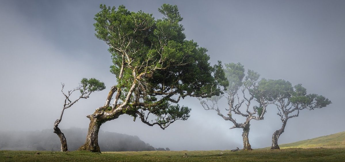 Očaravajuća šuma stara 500 godina na ostrvu Madeira