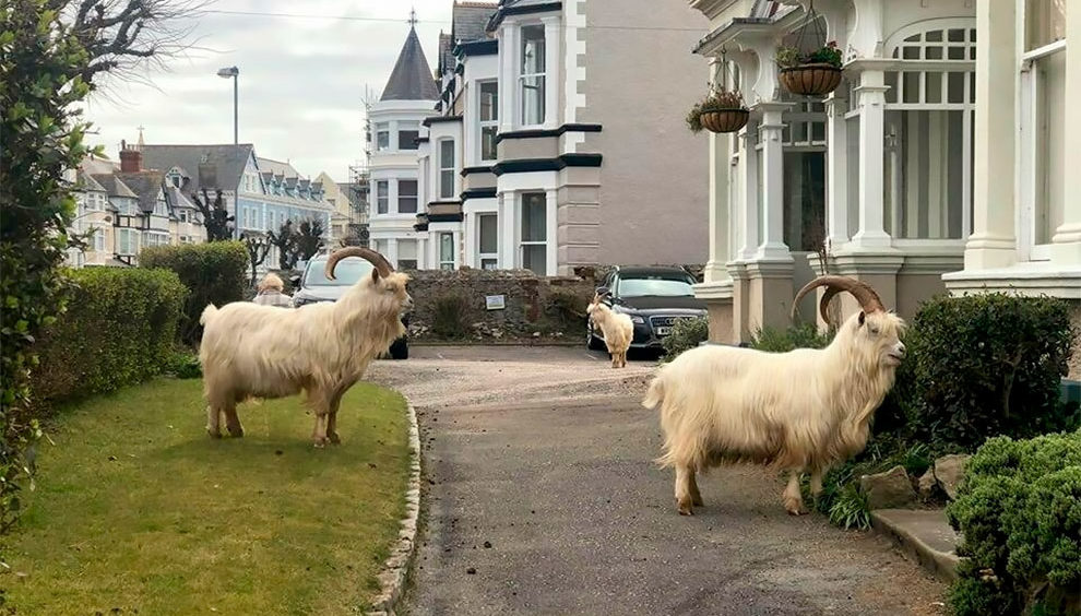 Dok se mi izolujemo, koze preuzimaju naše ulice