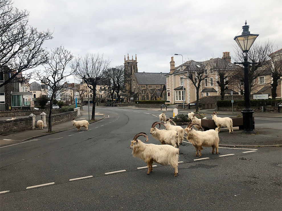 Dok se mi izolujemo, koze preuzimaju naše ulice
