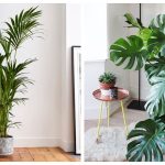 5 sobnih biljka koje će oplemeniti vaš dom