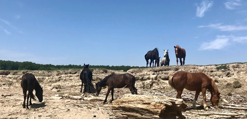Krčedinska ada - oaza koja odoleva vremenu