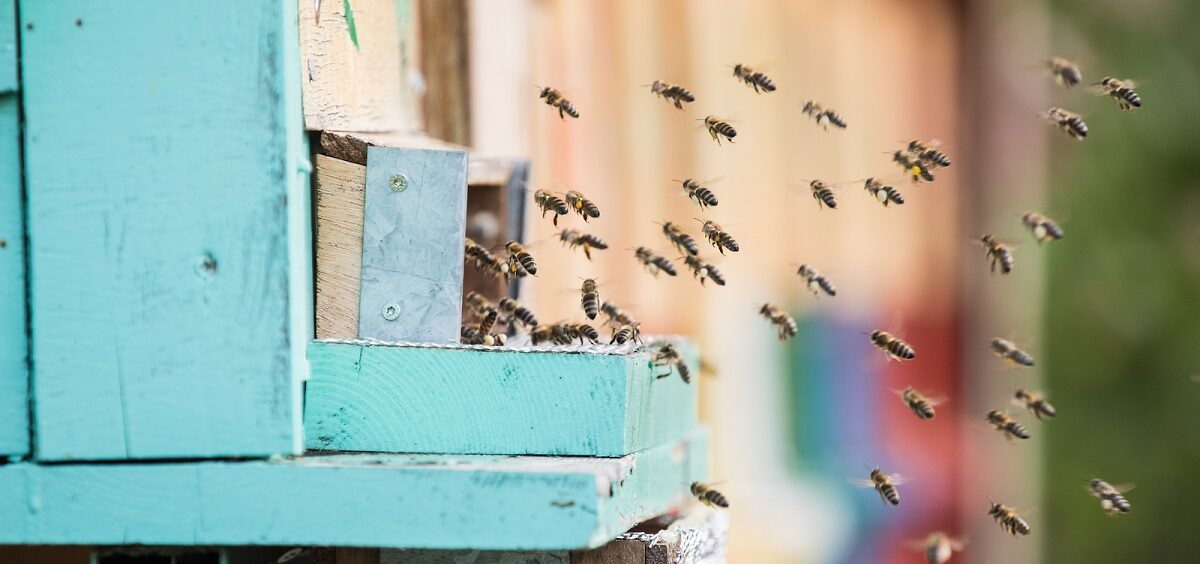 Svetski dan pčela, 20. maj