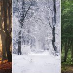 Promena godišnjih doba na fotografijama jedne čarobne šume