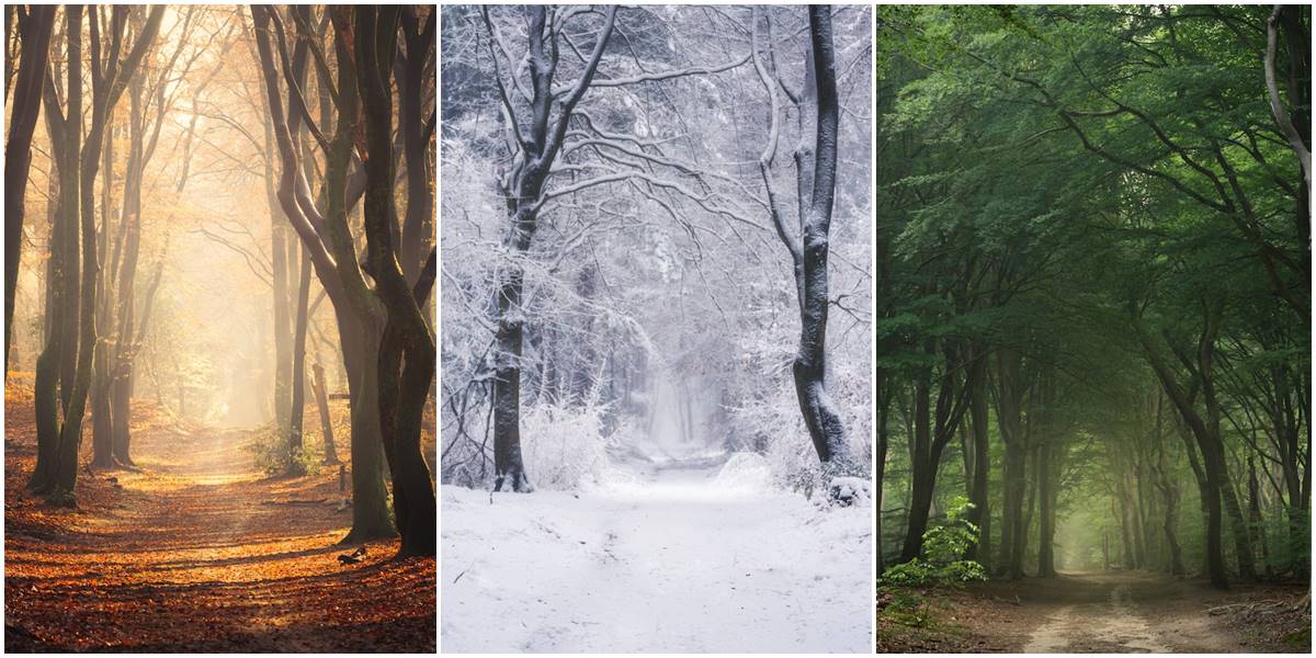 Promena godišnjih doba na fotografijama jedne čarobne šume