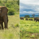 Porast broja beba slonova u Keniji