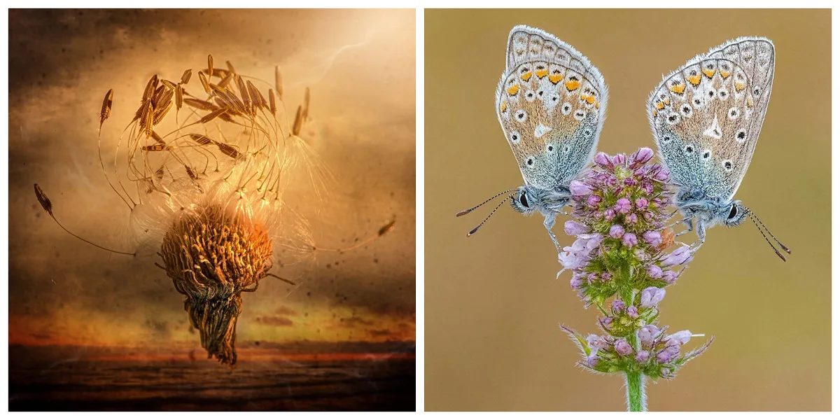 Ovo su pobednici takmičenja za najbolju makro fotografiju
