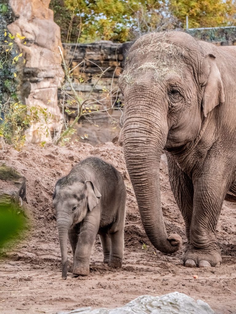 Porast broja beba slonova u Keniji