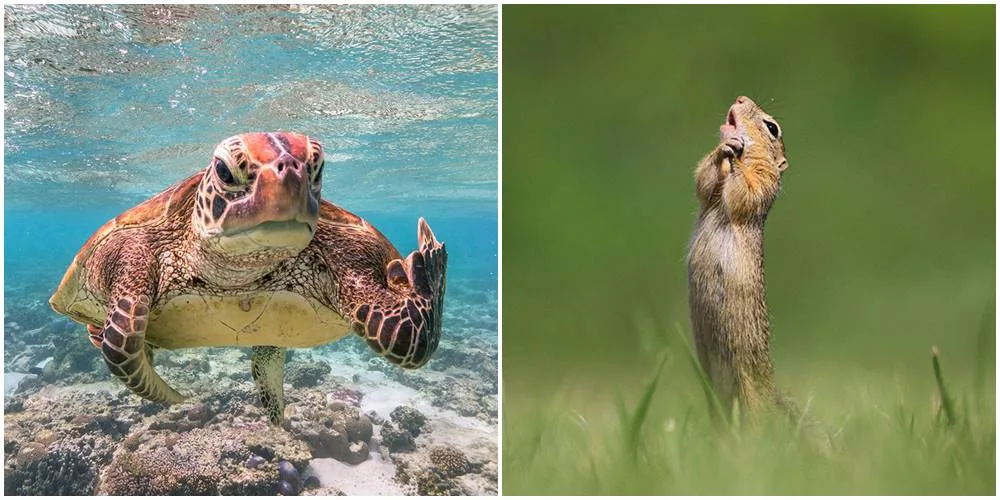 Finalisti takmičenja za najsmešniju sliku divljih životinja