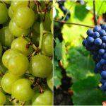 Da li je grožđe dobro za liniju?