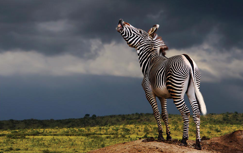 Odakle zebrama pruge?