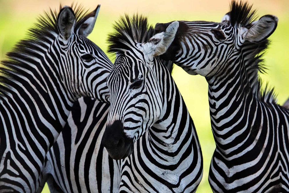 Odakle zebrama pruge?