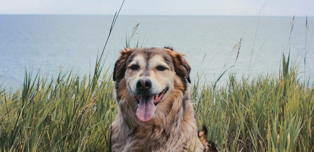 Ivan Tokin: Živiš Švabo!